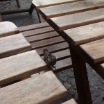 My first friend in Berlin. I shared a bit of Pizza with him hehe